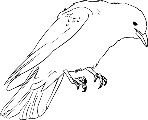 Western Jackdaw Coloring Page